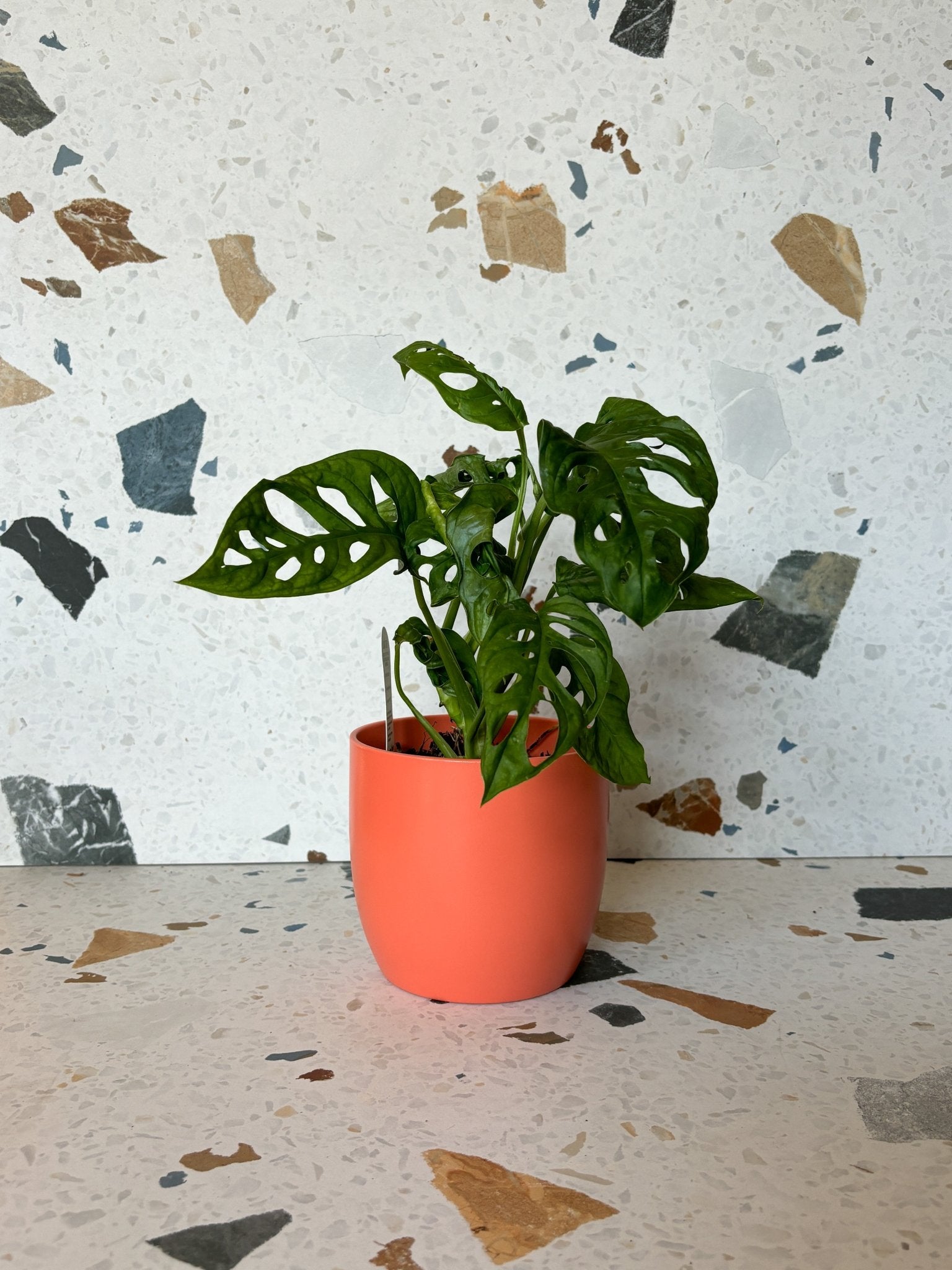 Cache - pot Basel - Corail - Alma Plantes