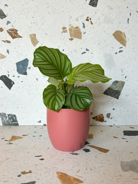 Cache - pot Basel - Grenadine - Alma Plantes