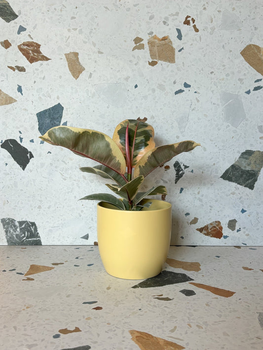 Cache - pot Basel - Jaune - Alma Plantes