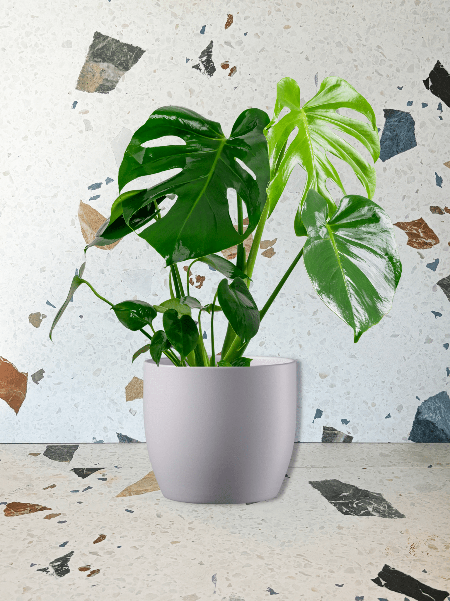 Cache - pot Basel - Lavande - Alma Plantes