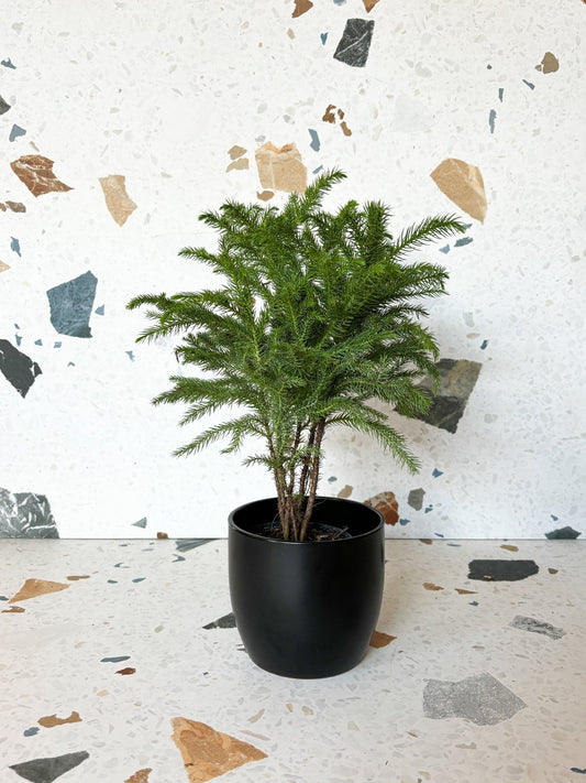 Cache - pot Basel - Noir - Alma Plantes