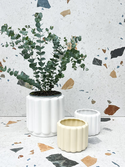 Cache-pot Beau - Alma Plantes