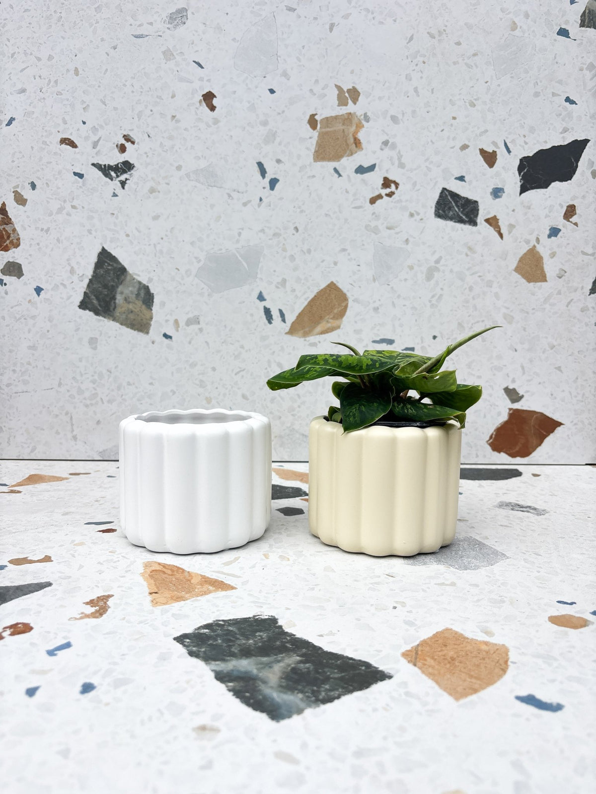 Cache-pot Beau - Alma Plantes