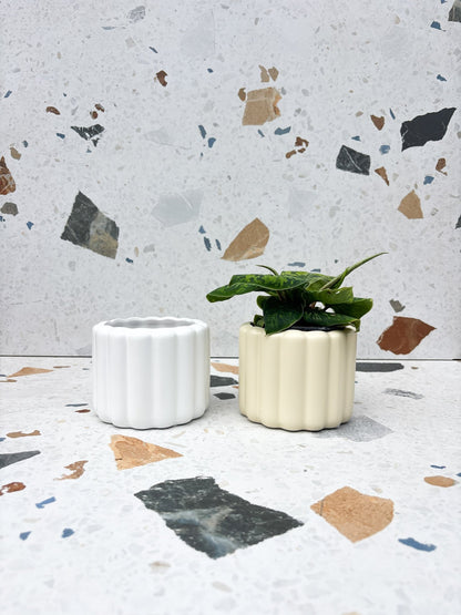 Cache-pot Beau - Alma Plantes