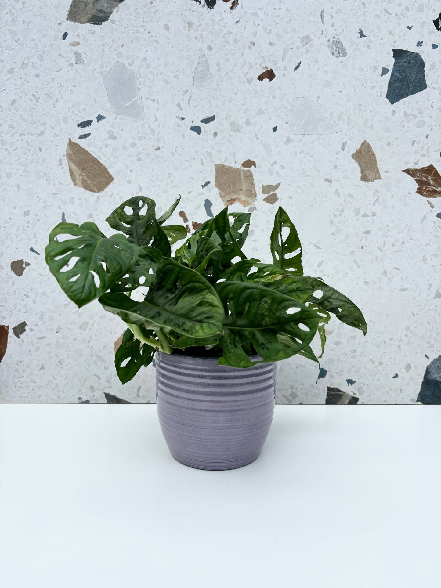 Cache - pot Bergamo - Alma Plantes