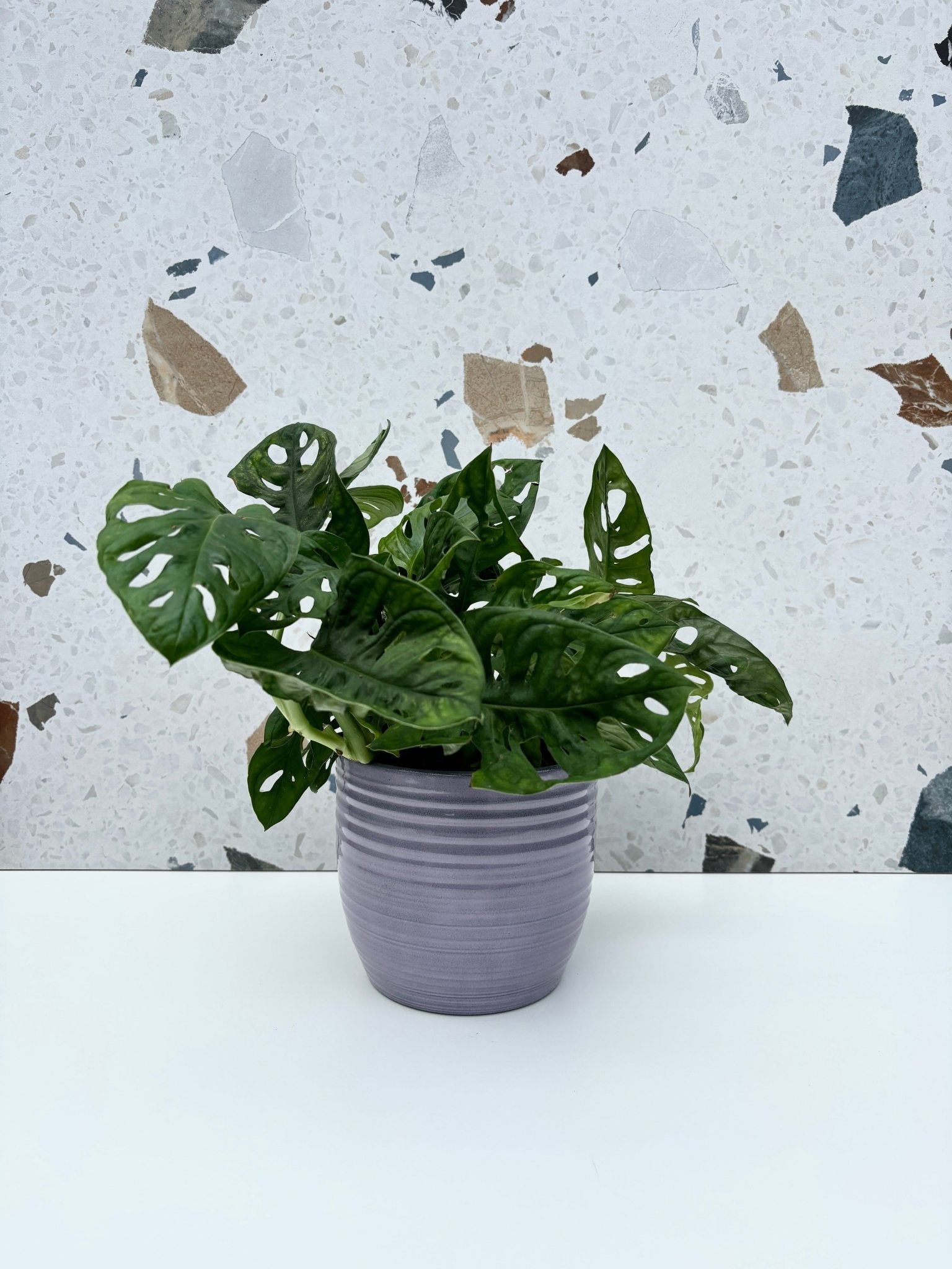 Cache - pot Bergamo - Alma Plantes