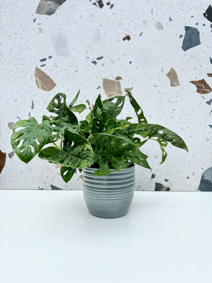 Cache - pot Bergamo - Alma Plantes