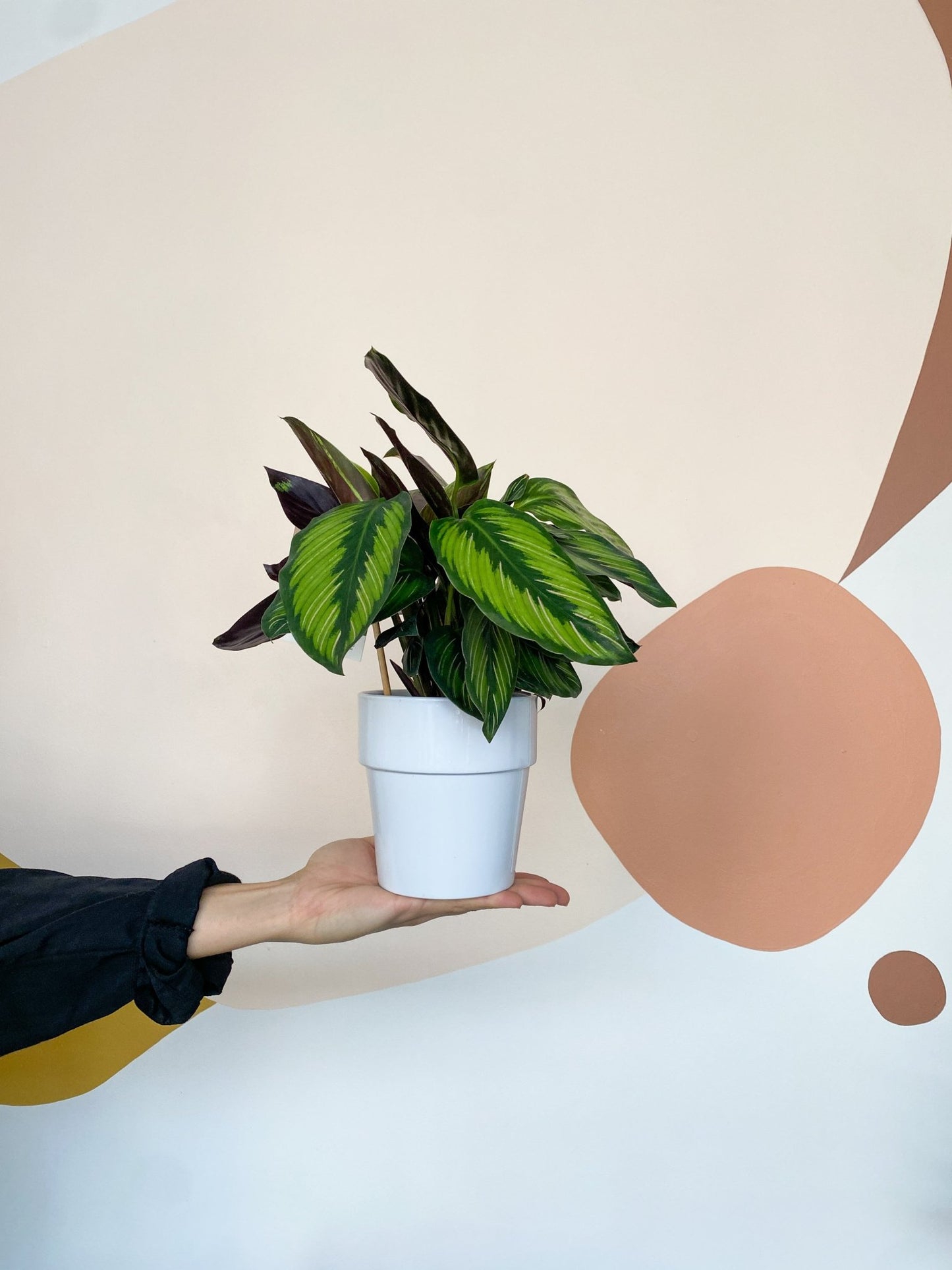 Cache - pot blanc en céramique lustré - Alma Plantes