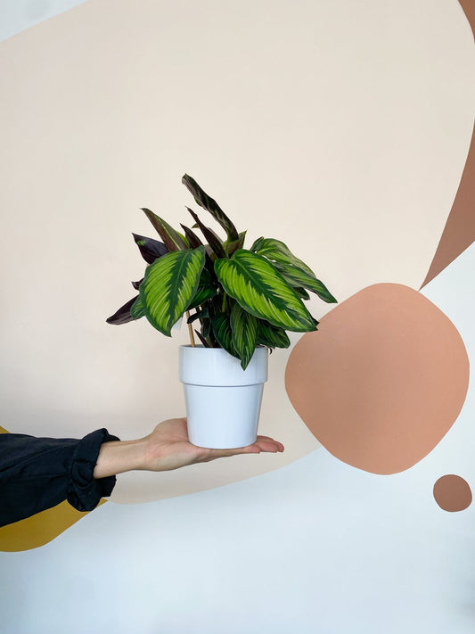 Cache - pot blanc en céramique lustré - Alma Plantes