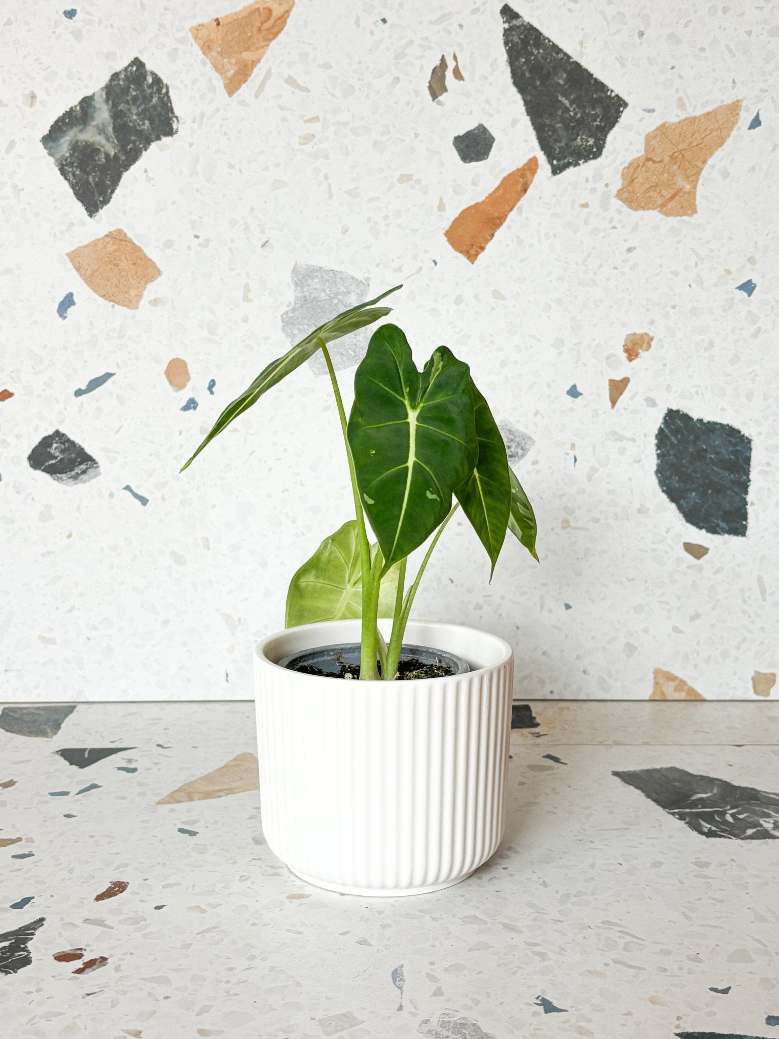 cache - pot blanc matte - Alma Plantes