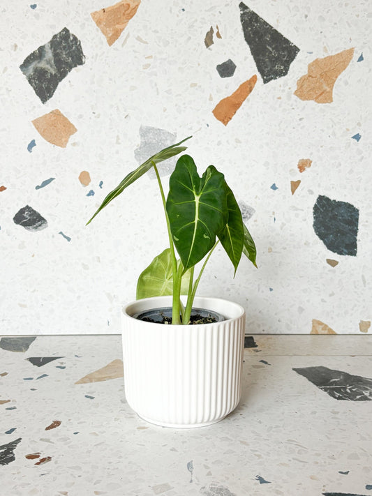 cache - pot blanc matte - Alma Plantes