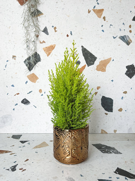 Cache - pot bronze - Alma Plantes