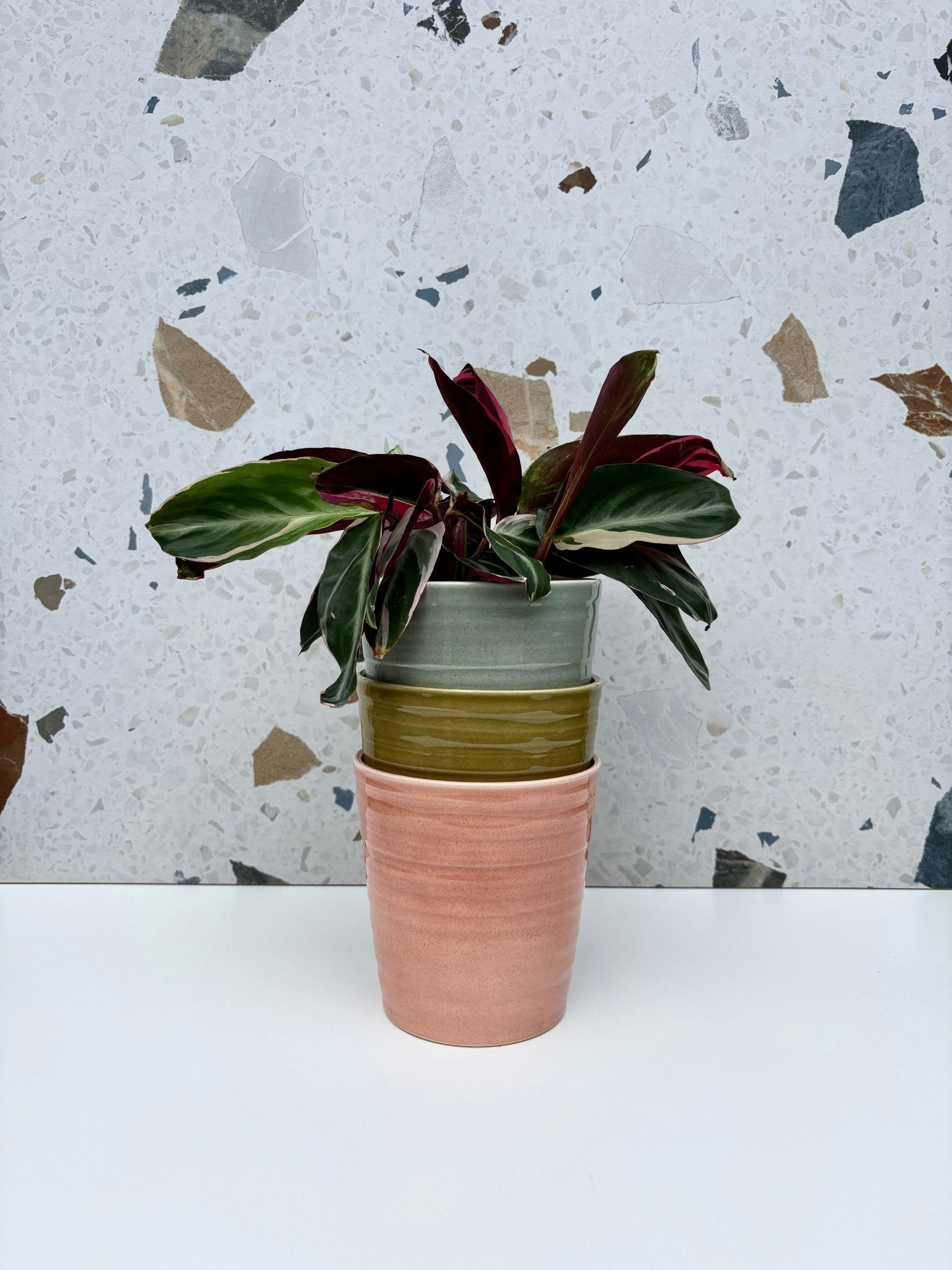 Cache - pot Canberra - Alma Plantes