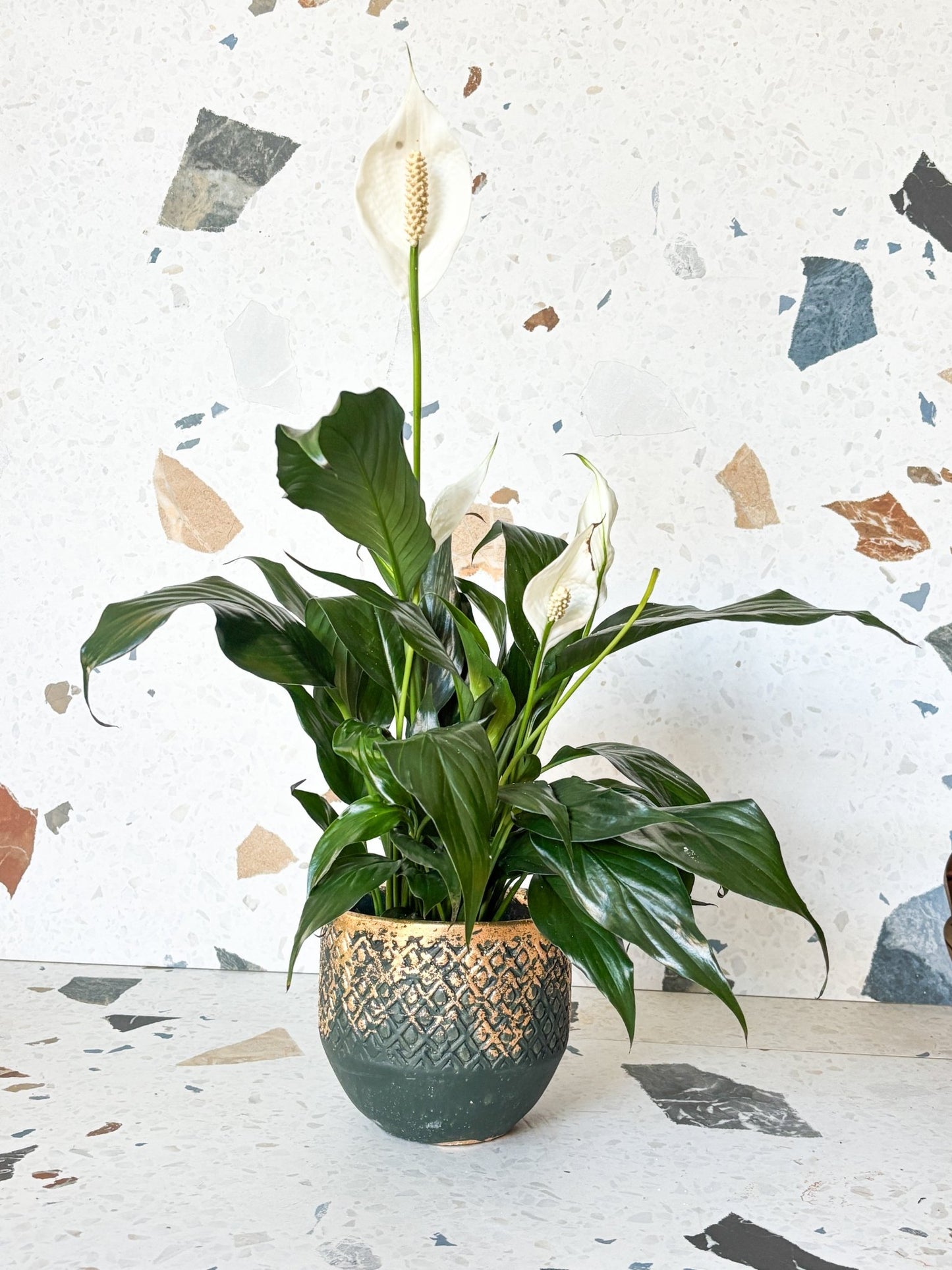 Cache - pot Ceren - vert - Alma Plantes