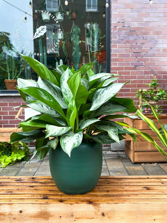 Cache - pot Cibele - Alma Plantes
