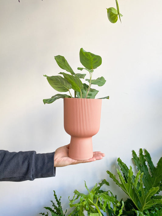 Cache pot coupe texturé - rose - Alma Plantes