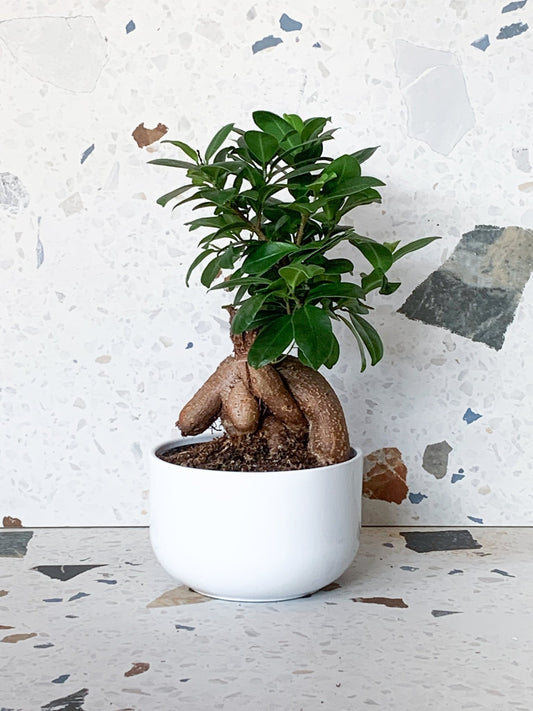 Cache - pot court - Alma Plantes
