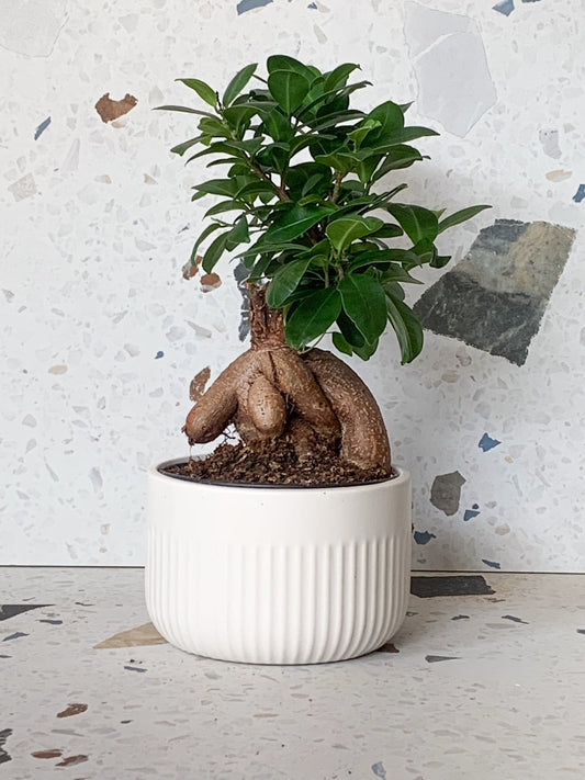 Cache - pot court texturé - Alma Plantes