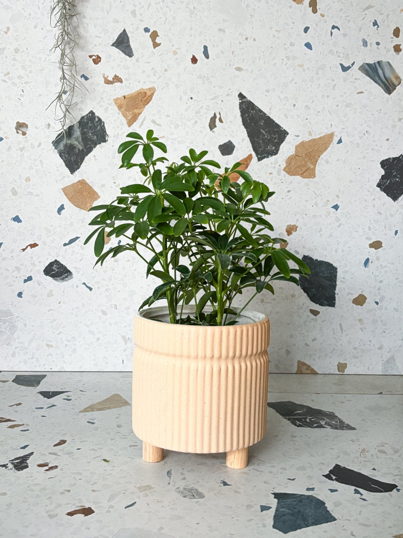 Cache - pot crème avec pattes - Alma Plantes