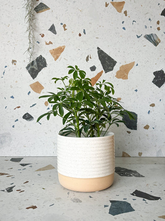 Cache - pot crème & beige - Alma Plantes