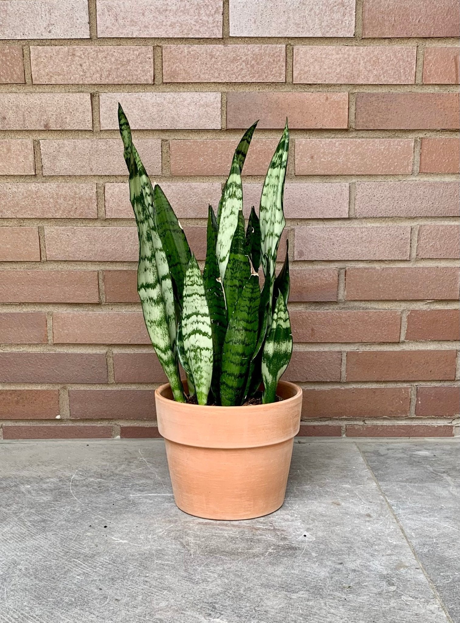 Cache - pot cylindre en terre cuite - vieux rose - Alma Plantes