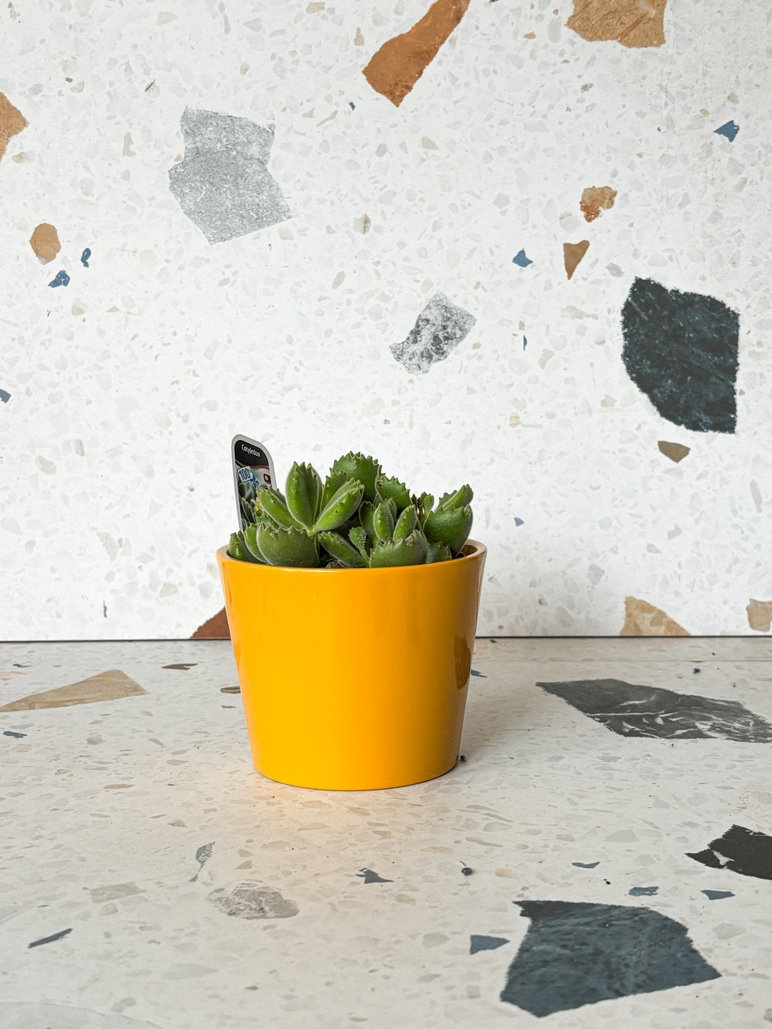 Cache - pot dallas breeze - Alma Plantes