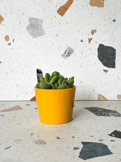 Cache - pot dallas breeze - Alma Plantes