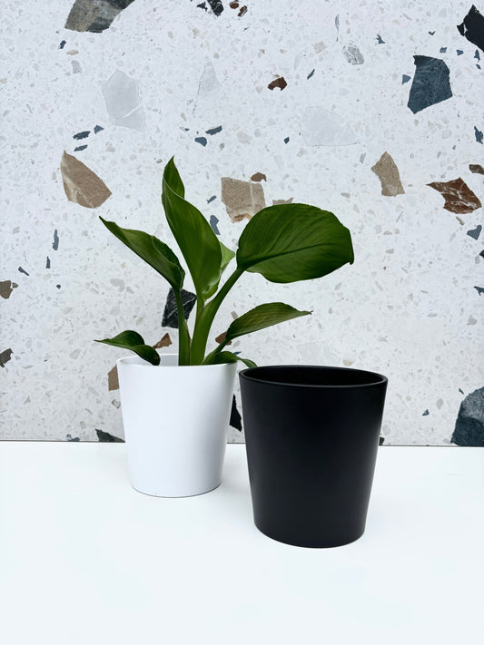 Cache - pot dallas breeze - Alma Plantes