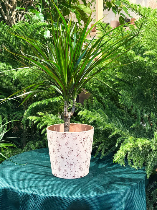 Cache - pot dallas breeze - Baies d'hiver - Alma Plantes