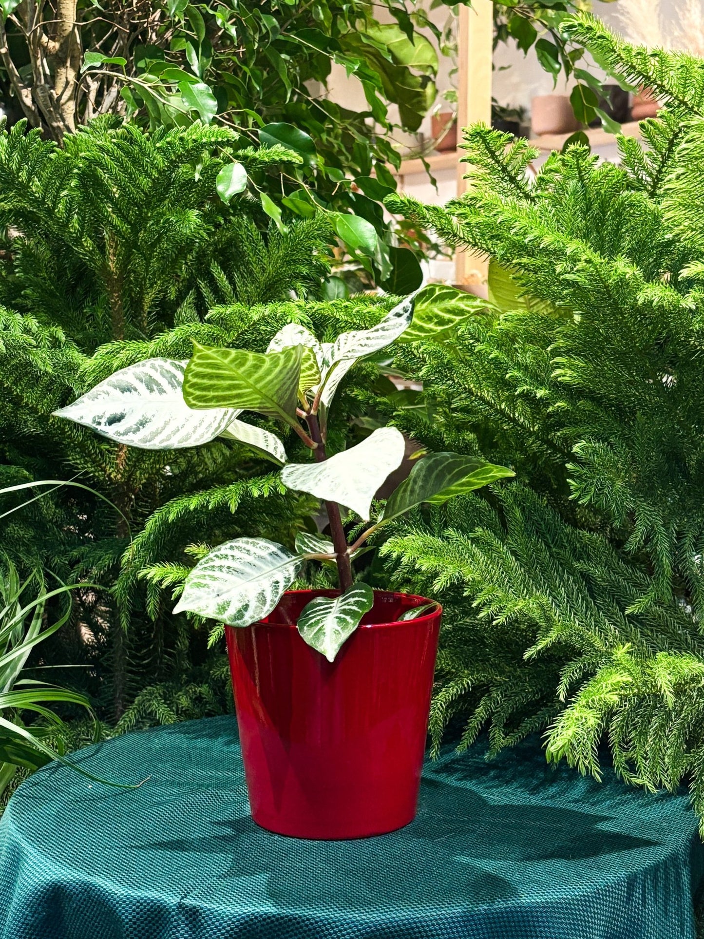 Cache - pot dallas breeze - Bordeau - Alma Plantes