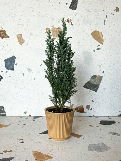 Cache - pot Delphi - Or - Alma Plantes