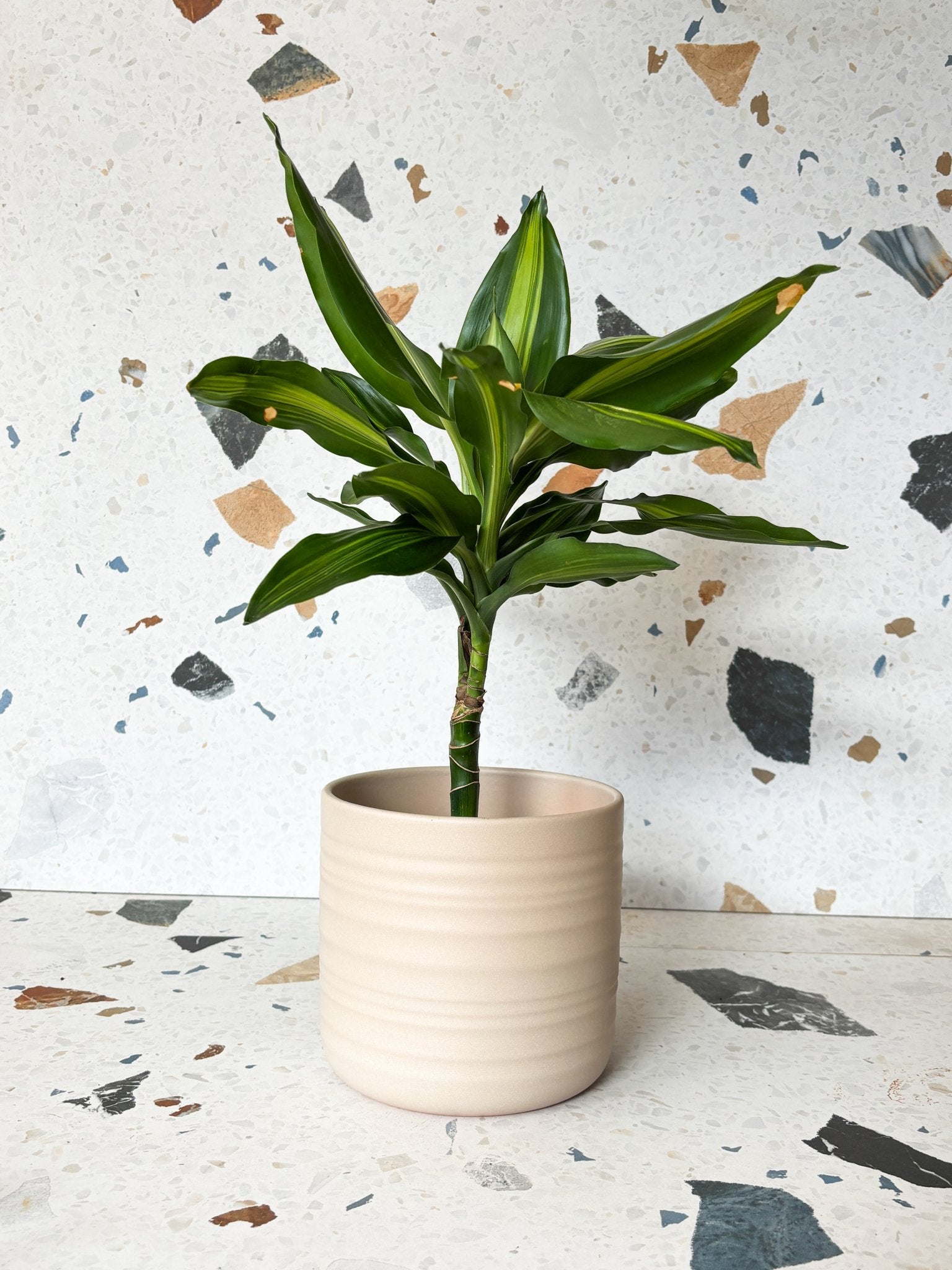 Cache - pot dry reed - Alma Plantes
