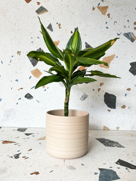 Cache - pot dry reed - Alma Plantes