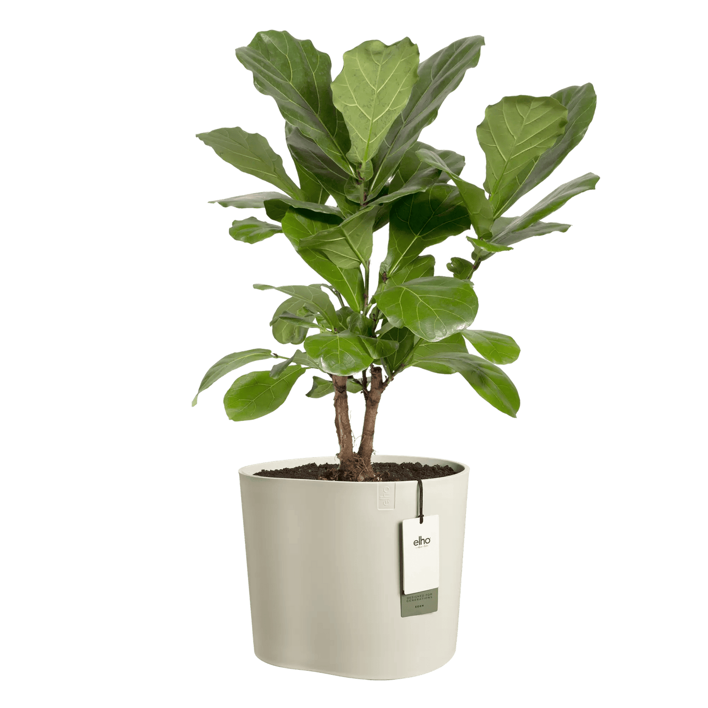 Cache - pot Eden - Alma Plantes