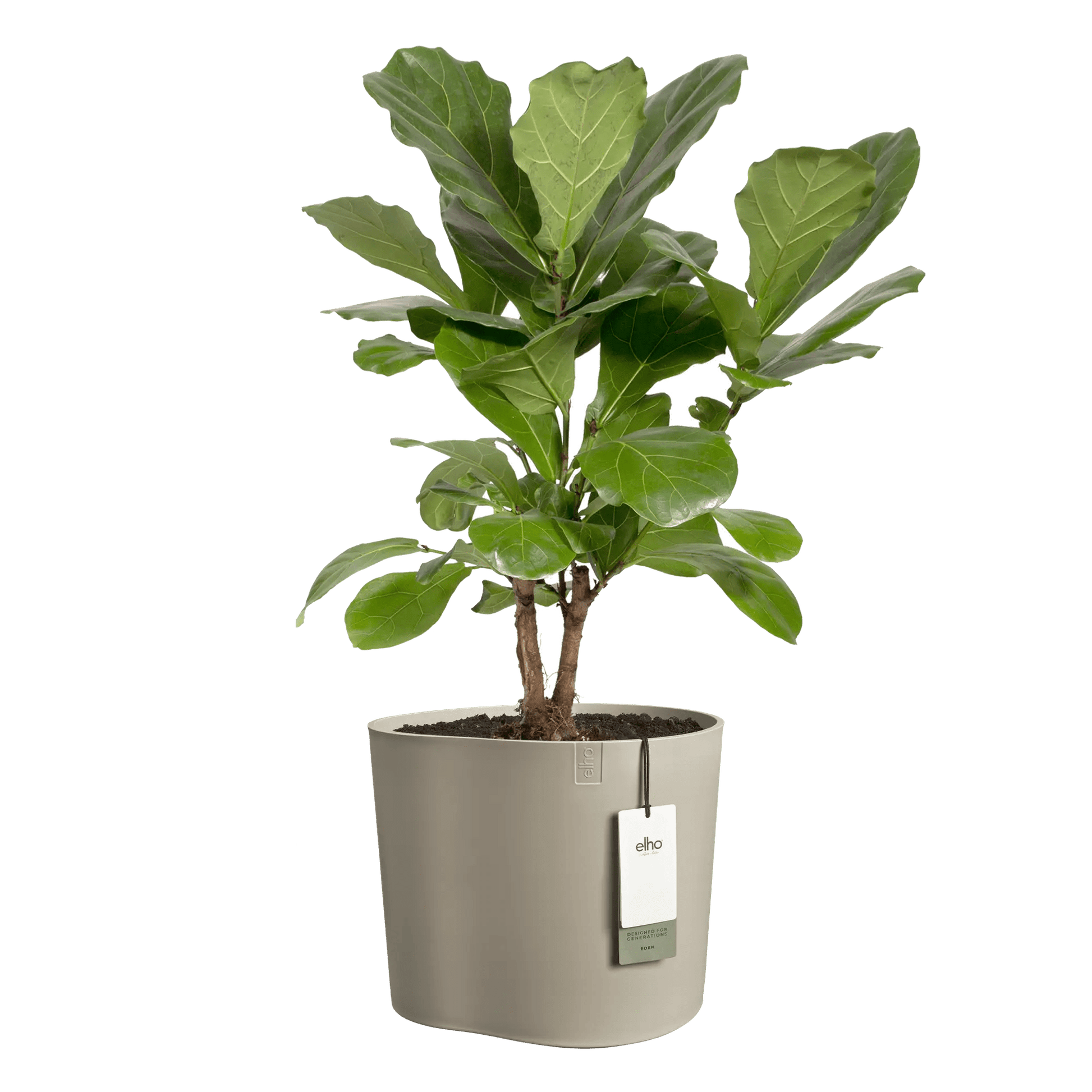 Cache - pot Eden - Alma Plantes