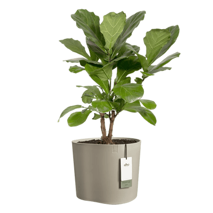 Cache - pot Eden - Alma Plantes