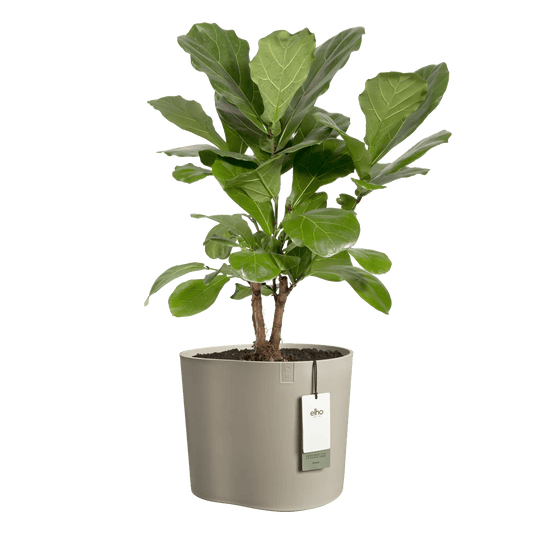 Cache - pot Eden - Alma Plantes