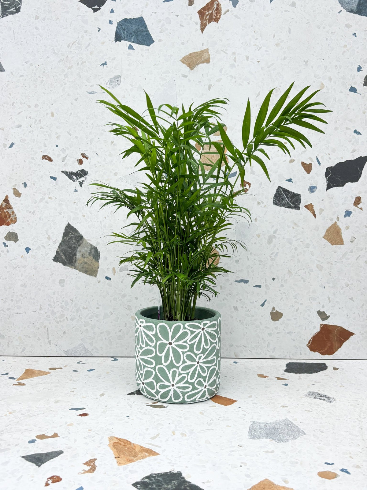 Cache-pot Fleuri - Alma Plantes
