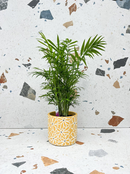 Cache-pot Fleuri - Alma Plantes