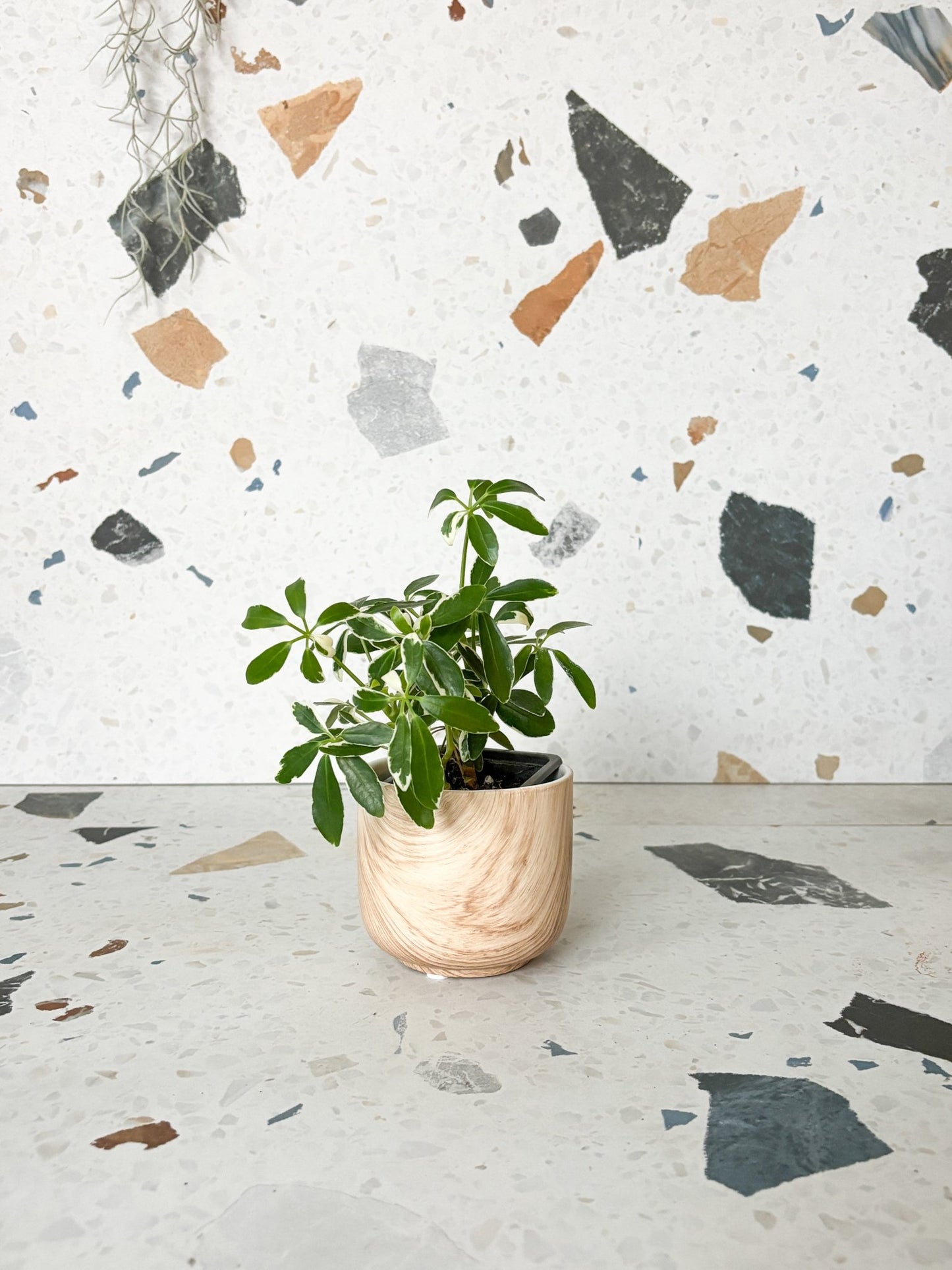 Cache - pot imitation bois - Alma Plantes