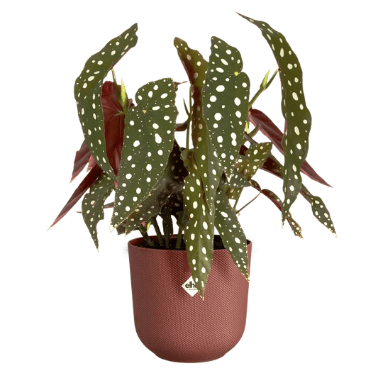Cache - pot Jazz - Alma Plantes