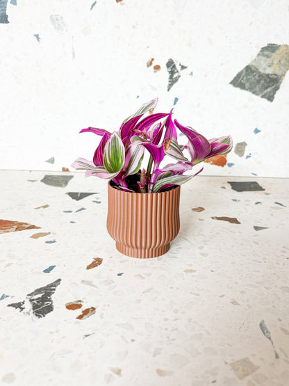Cache-pot 'l'Adorable' - Alma Plantes