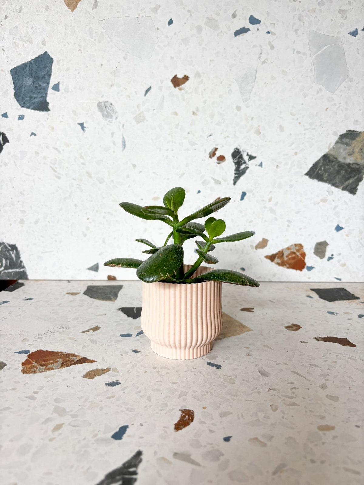 Cache-pot 'l'Adorable' - Alma Plantes