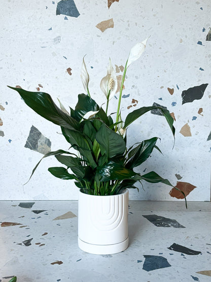 Cache - pot Laken - Alma Plantes