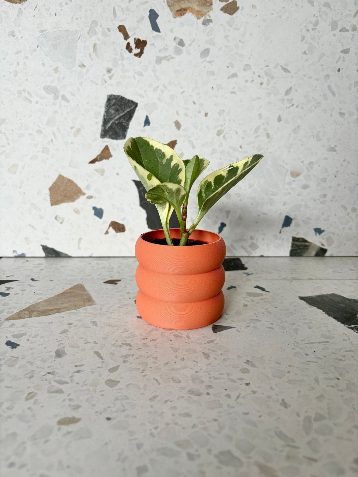 Cache pot 'Le Bubbly' - Alma Plantes