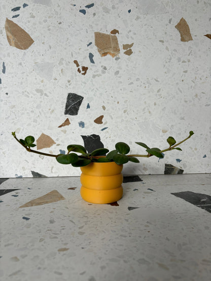Cache pot 'Le Bubbly' - Alma Plantes