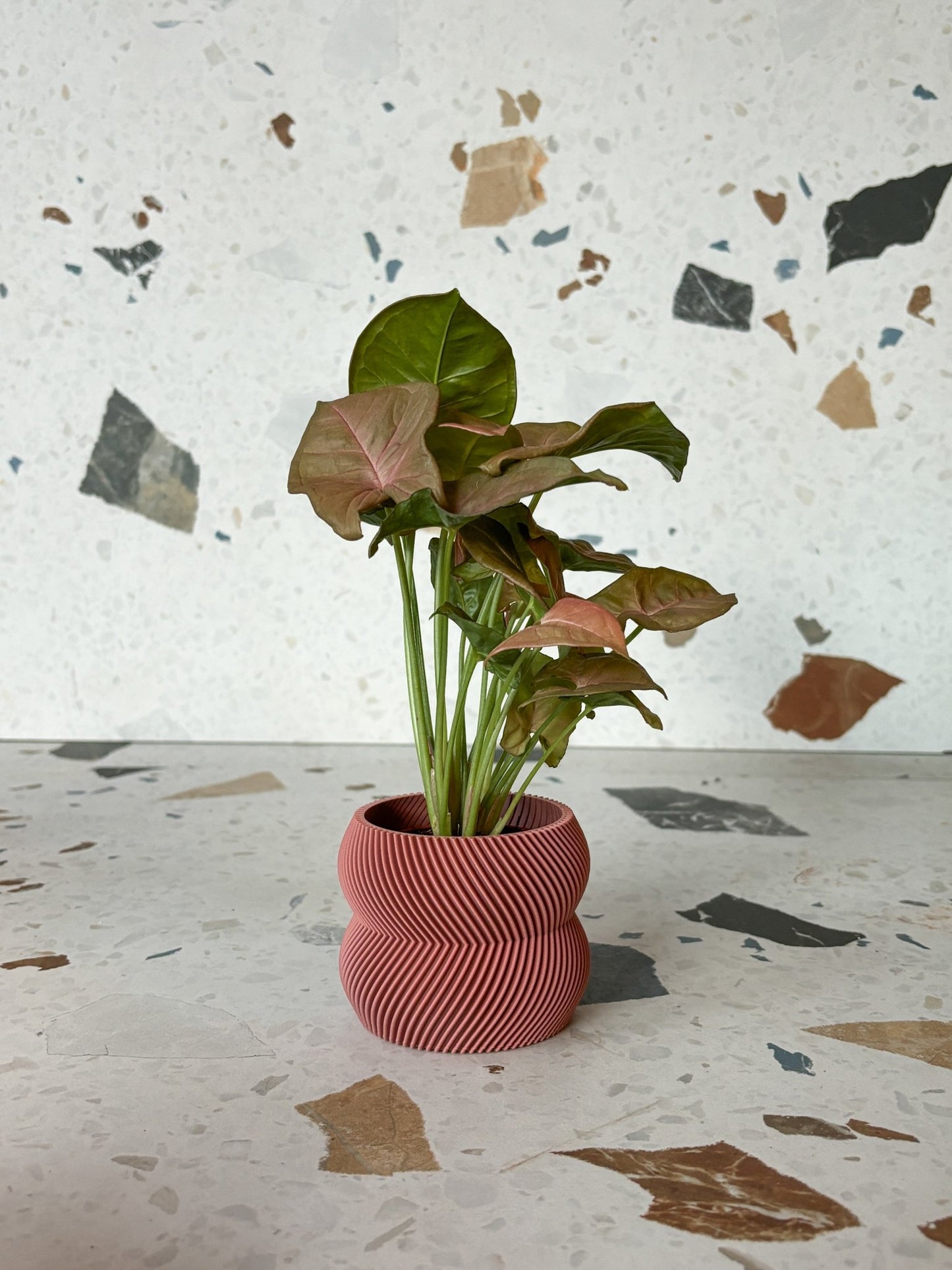 Cache pot 'Le Charmant' - Alma Plantes