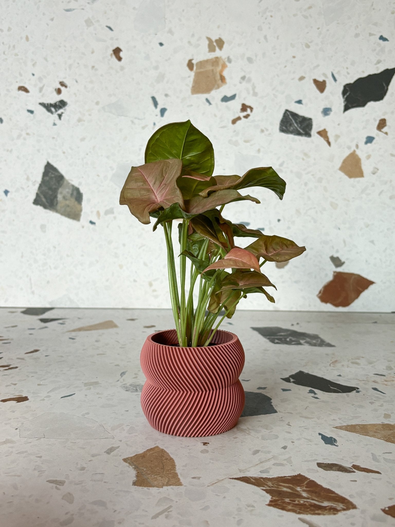 Cache pot 'Le Charmant' - Alma Plantes