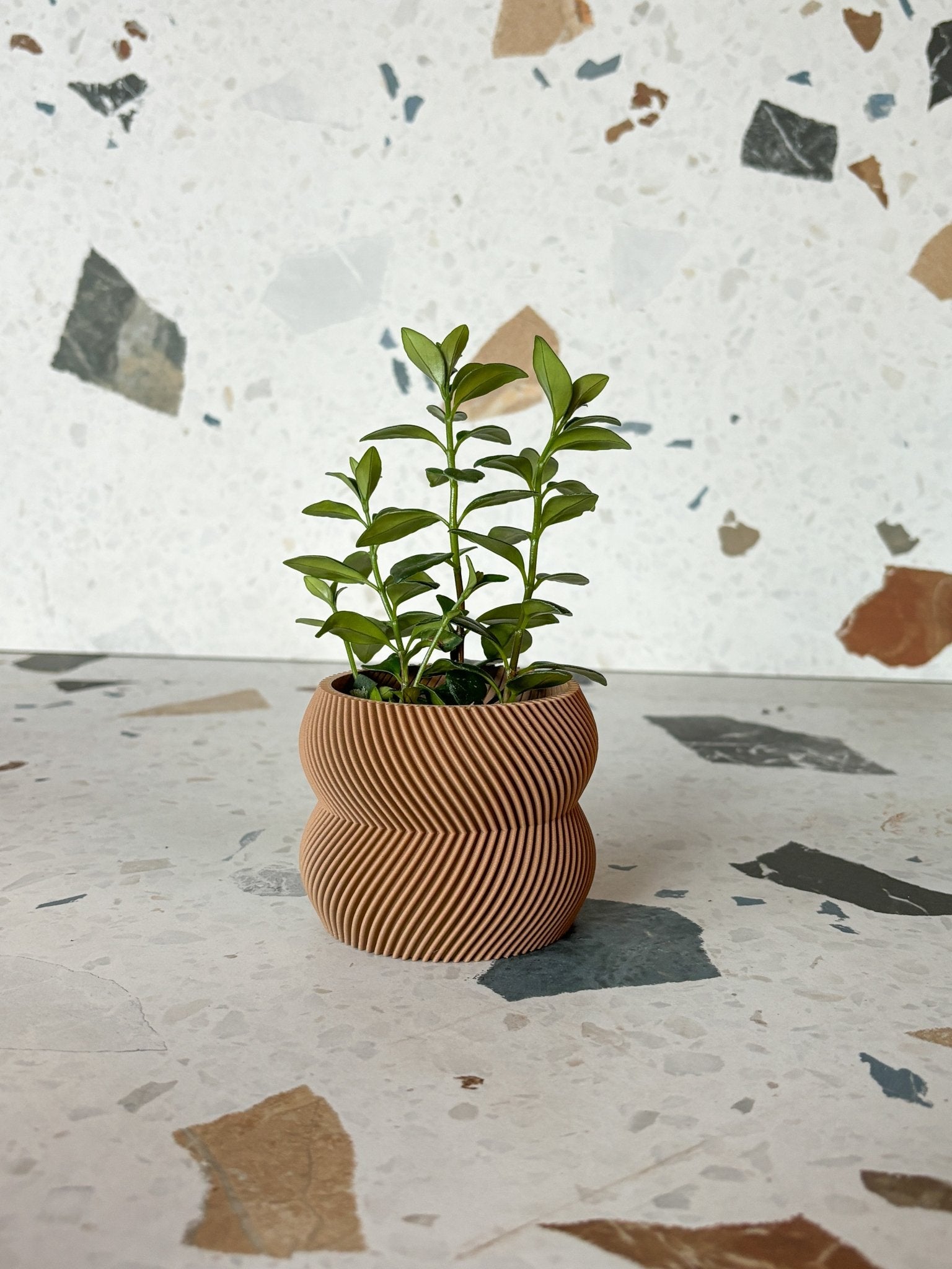 Cache pot 'Le Charmant' - Alma Plantes