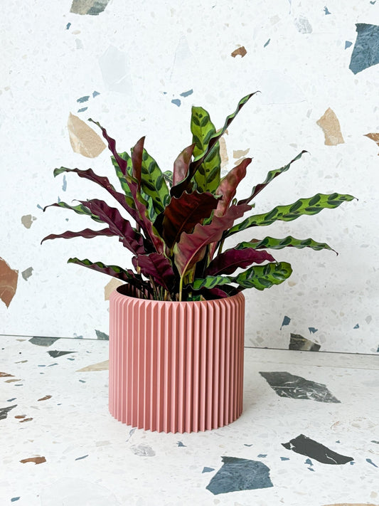 Cache pot 'Le Coquet' - Alma Plantes